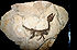 9119 - Milano, Museo storia naturale - Scipionyx samniticus - Foto Giovanni Dall'Orto 22-Apr-2007.jpg