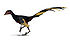 Jinfengopteryx wiki.jpg