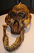 Paranthropus boisei skull.jpg