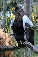 Haliaeetus pelagicus -San Diego Zoo -aviary-8d.jpg
