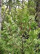 Austrocedrus chilensis - branch - 01.JPG