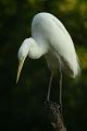 Lightmatter egret.jpg