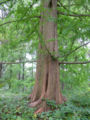 Dawn Redwood Metasequoia glyptostroboides Trunk 2448px.jpg