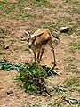 Persian Goitered Gazelle2.jpg
