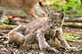 Two lynxes playing.jpg
