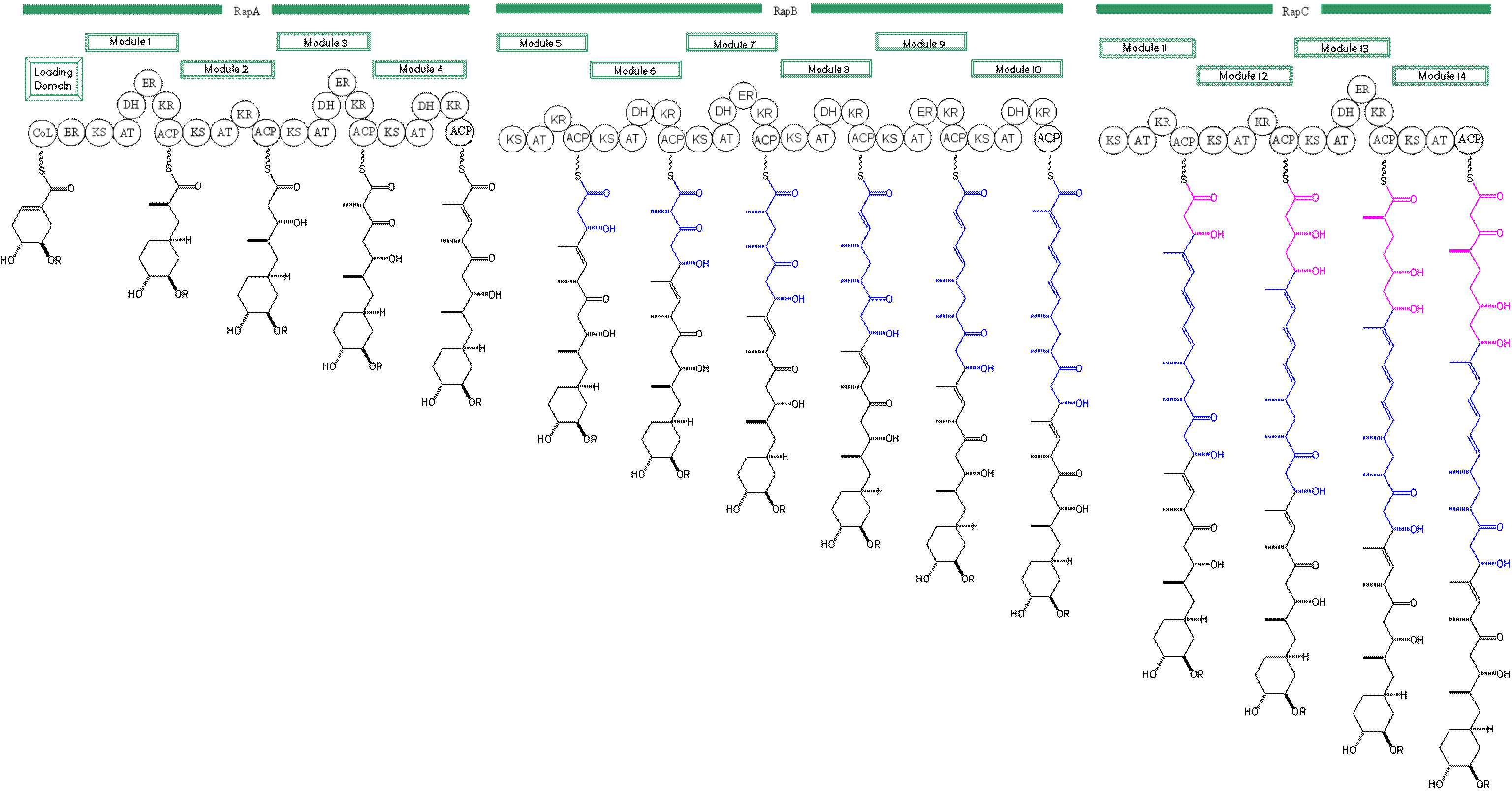 Figure 1: Domain organization of PKS of Rapamycin and biosynthetic intermediates.
