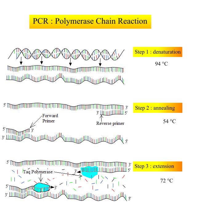 PCR Steps.JPG