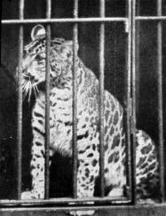 Pumapard-1904.jpg
